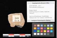 Foto (Objekt + Etikett) von Pinus pathyptera Ettingshausen (NHMW-GEO-2024-0188-0289)